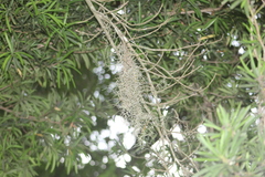 Tillandsia usneoides