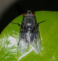 Calliphora vicina