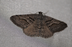 Digrammia