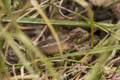 Trioceros