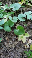 Asarum canadense