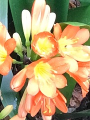 Clivia