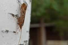 Limnephilus