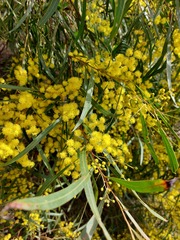Acacia neriifolia