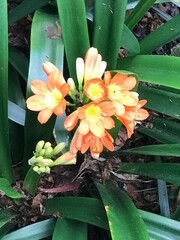 Clivia