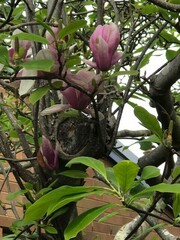 Magnolia liliiflora