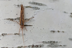 Limnephilus