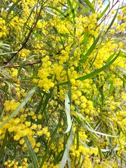 Acacia neriifolia