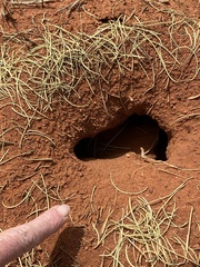 Polyrhachis macropus