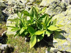 Veratrum lobelianum