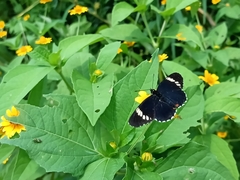 Chlosyne melanarge
