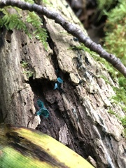 Chlorociboria aeruginascens