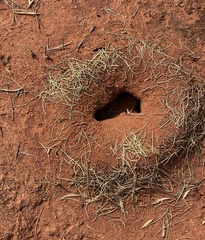 Polyrhachis macropus