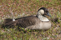 Branta sandvicensis