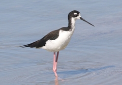 Himantopus mexicanus knudseni