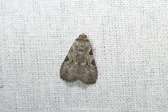 Chorsia costimacula