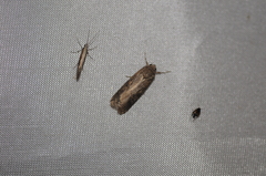 Spodoptera exigua