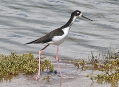 Himantopus mexicanus knudseni