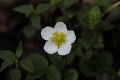 Fragaria nubicola