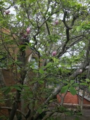Magnolia liliiflora