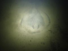 Trygonoptera testacea