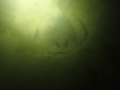 Trygonoptera testacea