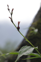 Cautleya gracilis
