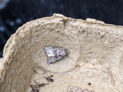 Mamestra brassicae