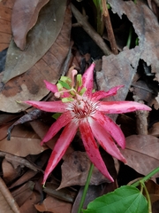 Passiflora quadriglandulosa