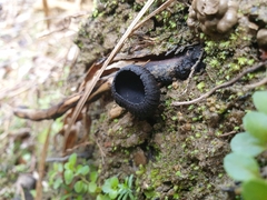 Plectania rhytidia