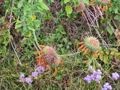 Leonotis nepetifolia