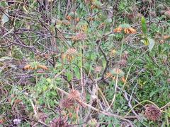 Leonotis nepetifolia