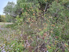 Leonotis nepetifolia
