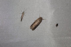 Spodoptera exigua