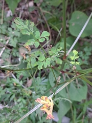 Corydalis ochotensis