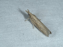 Pyraloidea