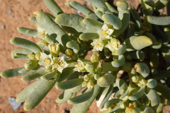 Augea capensis