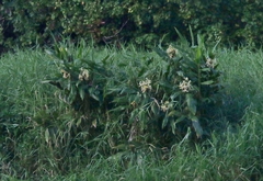 Hedychium flavescens
