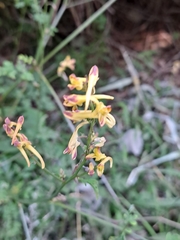 Corydalis ochotensis