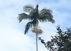 Archontophoenix alexandrae