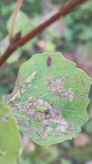 Aceria varia