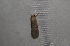 Spodoptera exigua