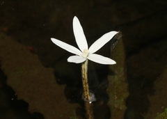 Hippobroma longiflora