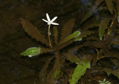 Hippobroma longiflora