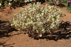 Atriplex lindleyi inflata