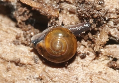 Ovachlamys fulgens