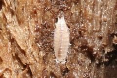 Styloniscidae