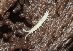 Trichoniscidae