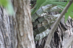 Catasetum integerrimum
