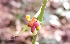 Plocoglottis